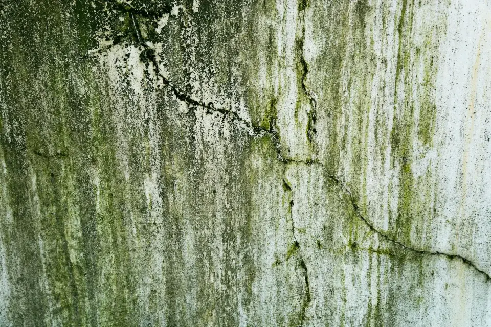 Our Story: Protecting Austin from Mold, One Property at a Time