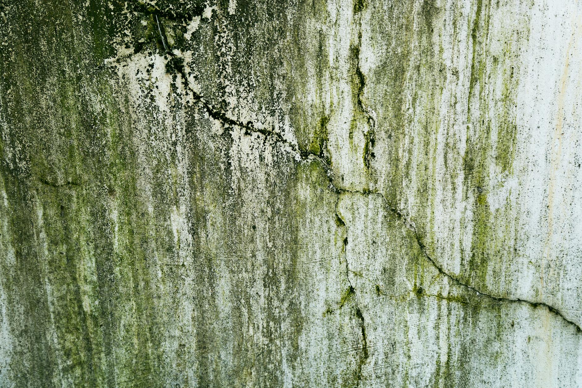 Fresh Air Mold Removal — Austin
